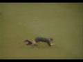 videos de Refree Skills