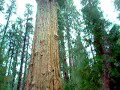 Paseo Sequoia Paseo Sequoia