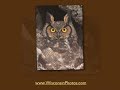 Great Horned Owl nest & run in with a Peregrine Falcon
