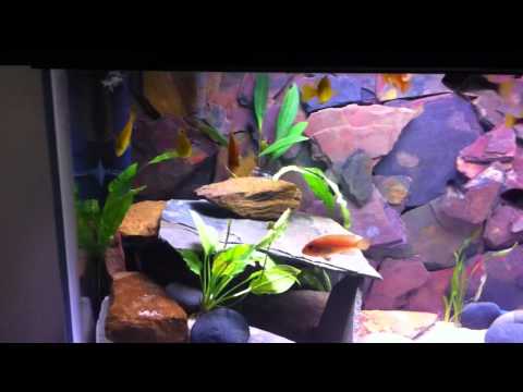 how to vent yellow tail acei