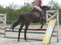 le-on-au-gros-caillou-saut-dobstacle-.html