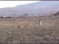 Border Terrier video