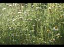 Camomile in 3/4 Camomile in 3/4
