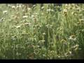 Camomile in 3/4