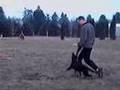 Schutzhund Puppy Obedience
