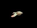 Spore - Cuttlefish