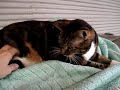 Brendle cat for adoption at Spaymart Brendle cat for adoption at Spaymart