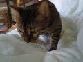 Kneading