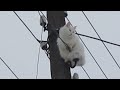 кошка - электрик.