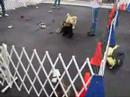Zora Puppy Class SOCIALIZATION