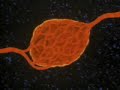 The Endocrine System: How it Works