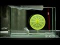 Boost190 - #1 Il Criceto