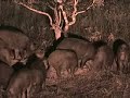 TEXASBOARS WILD BOAR HUNTING.CAMERA, SONY HI8 Dig. SUPER NIGHTSHOTLIGHTS, TEXASBOARS CLASSIC RED FEEDER LIGHT
