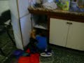 Toto reacomodando la alacena de la abuela