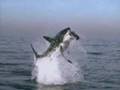 shark-eating-ex-boyf
