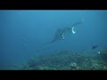 manta in maldives