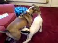 dog  play fight tyson and kia rumbling round 1