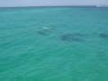 Destin, Florida Dolphins