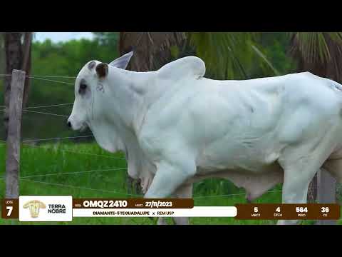 1� De Olho na Fazenda - Terra Nobre