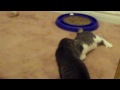 tom and jerry