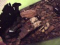 Skunk roaches - eurycotis floridana update