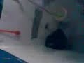 Naked Bird Taking Bath -- 2