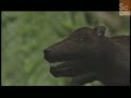 Mammals Vs. Dinos- Dinosaur Hunting