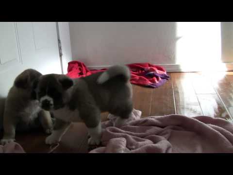 Titan Playing With His Brother