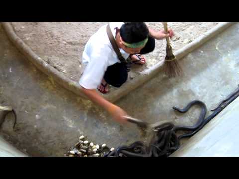 Cleaning the cobra pit - What a brave guy!