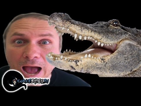 YouTube reptile video