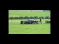 Feeding Calves in Paddock