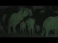 Baby Elephant Born w/o Trunk