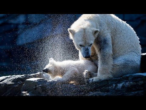 Berlin: Eisbrbaby Hertha erlebt im Tierpark ihren ersten Frhling