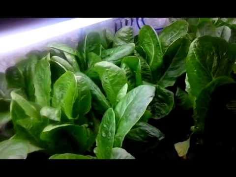 how to harvest hydroponic lettuce