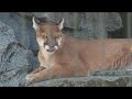 Cougar Mountain Zoo - Cougar!