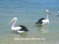 OCEAN CRAFT Video with words and...