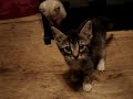 victor's kittes 2