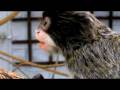 Emperor monkeys eating