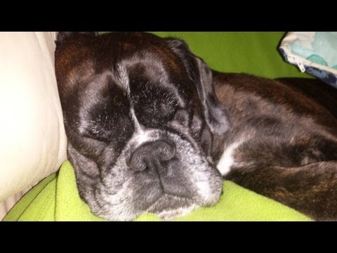 boxer