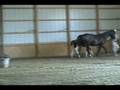 videos de Show Girl 2008 Pinto Warmblood Filly by Sempatico