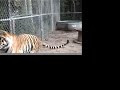 Kissed By A Tiger