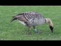 Nene