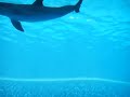 delfini a gardaland