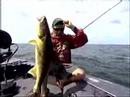 Spinner Walleye