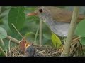 Hospiz Rennweg - Kampagne \"Vogel\"