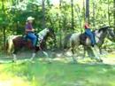 Rains Gaits