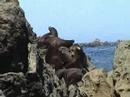 California Sea Lions Relaxing at Seal Rock California Sea Lions Relaxing at Seal Rock