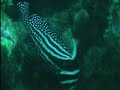 Spotted Drum Spotted Drum