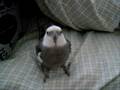 The Cockatiel Adventure 5