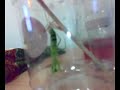Praying Mantis moulting ..... Praying Mantis moulting .....